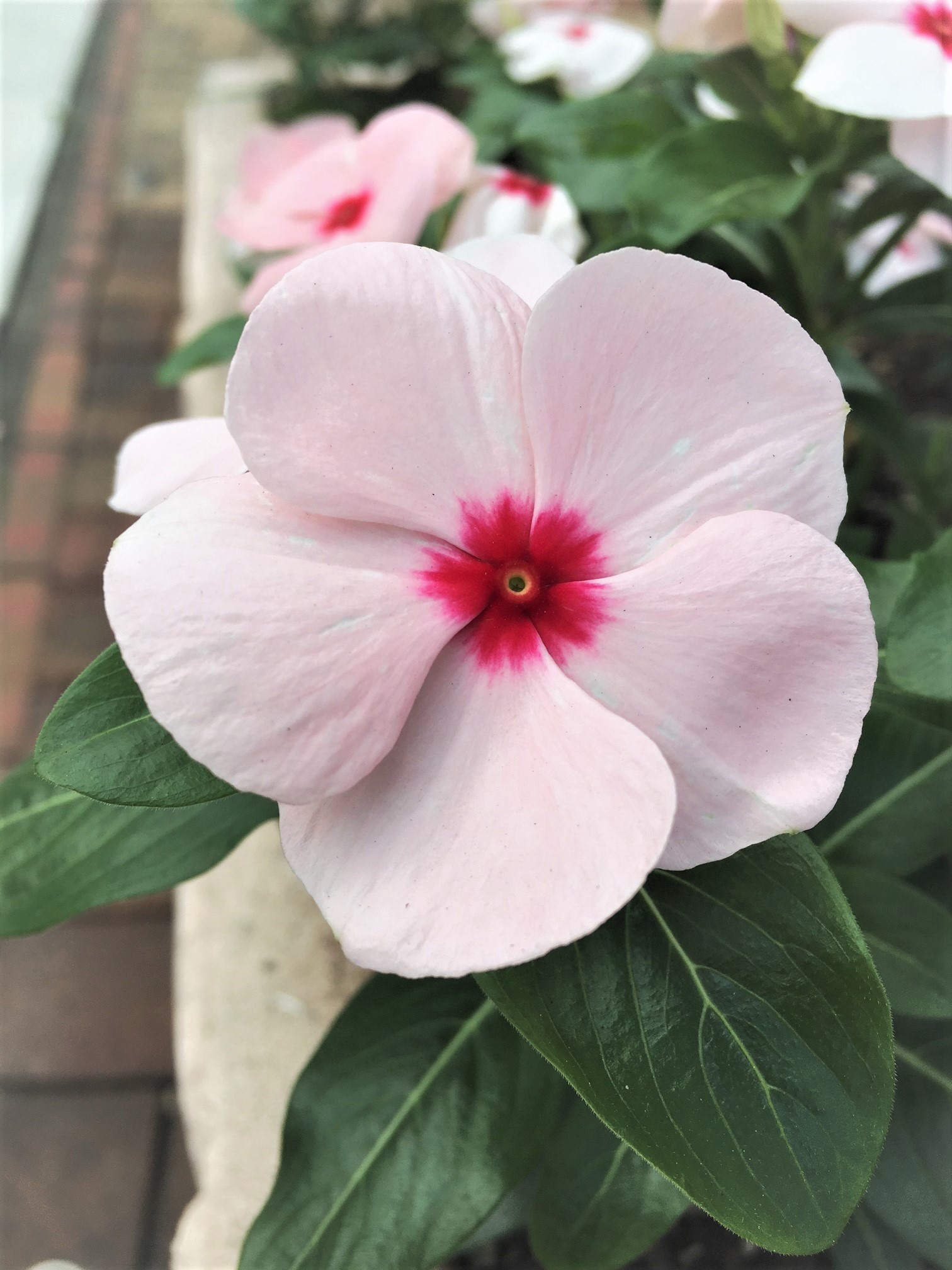 花壇のお花が変わりましたよΩ