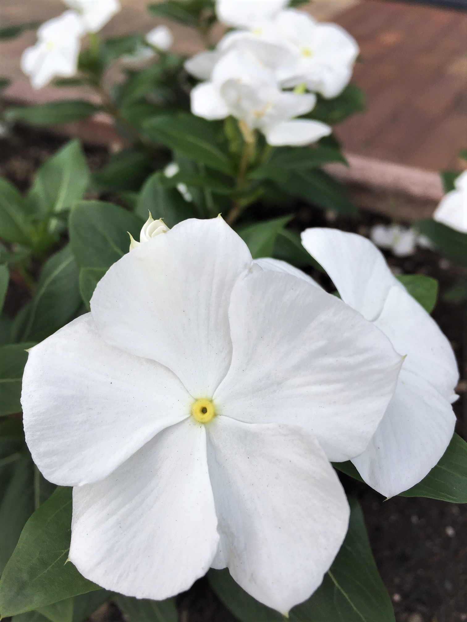 花壇のお花が変わりましたよΩ