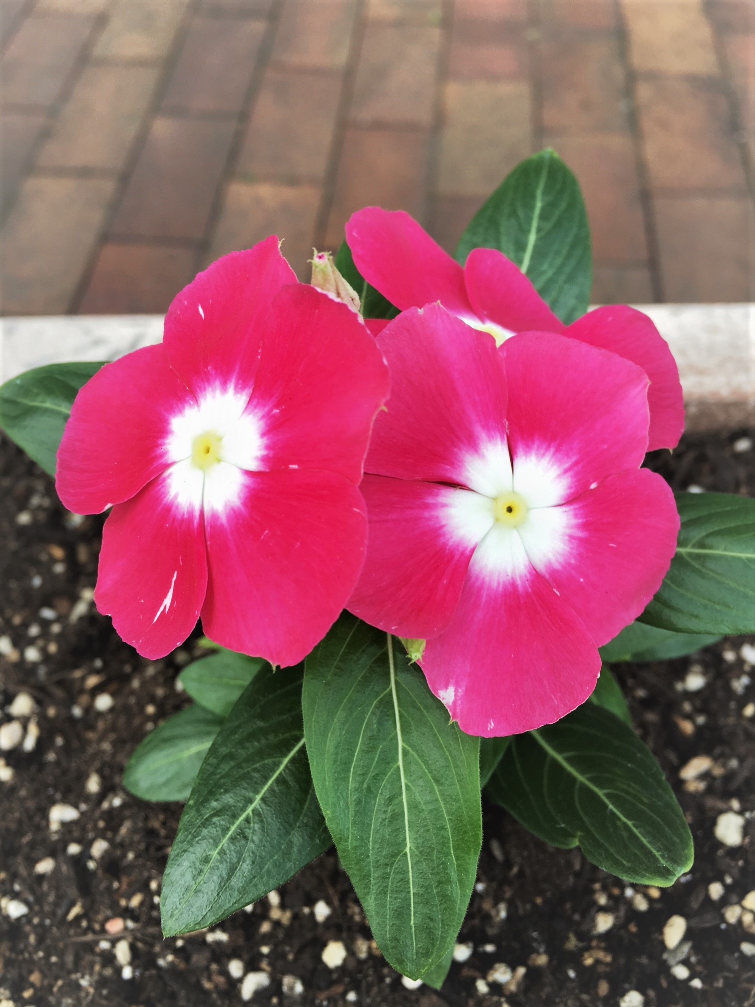 花壇のお花が変わりましたよΩ