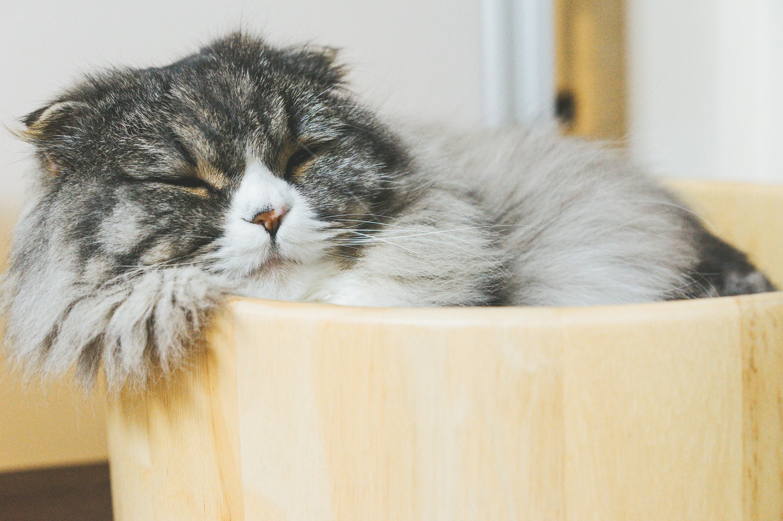 液体ねこ
