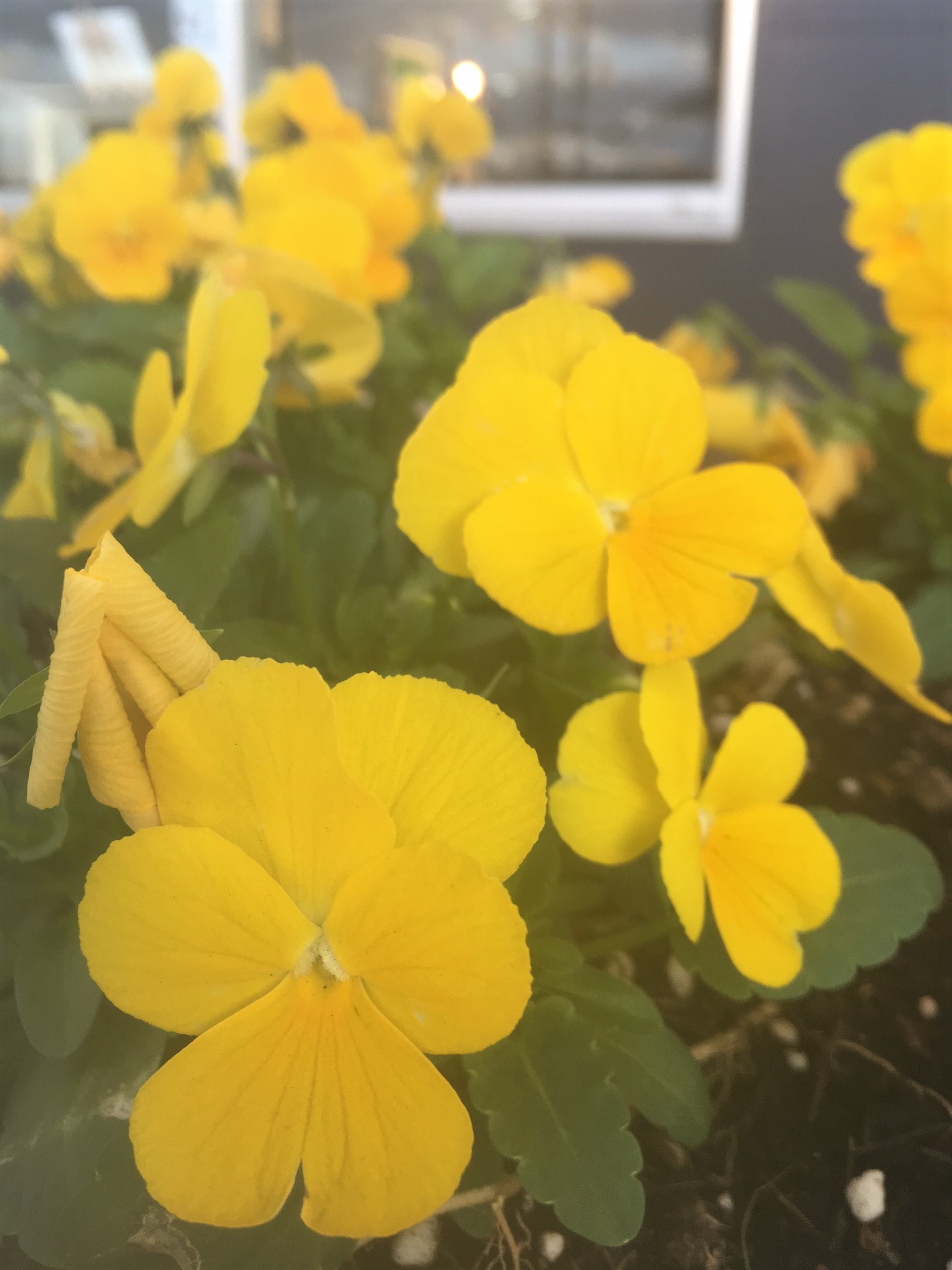 秋の花壇