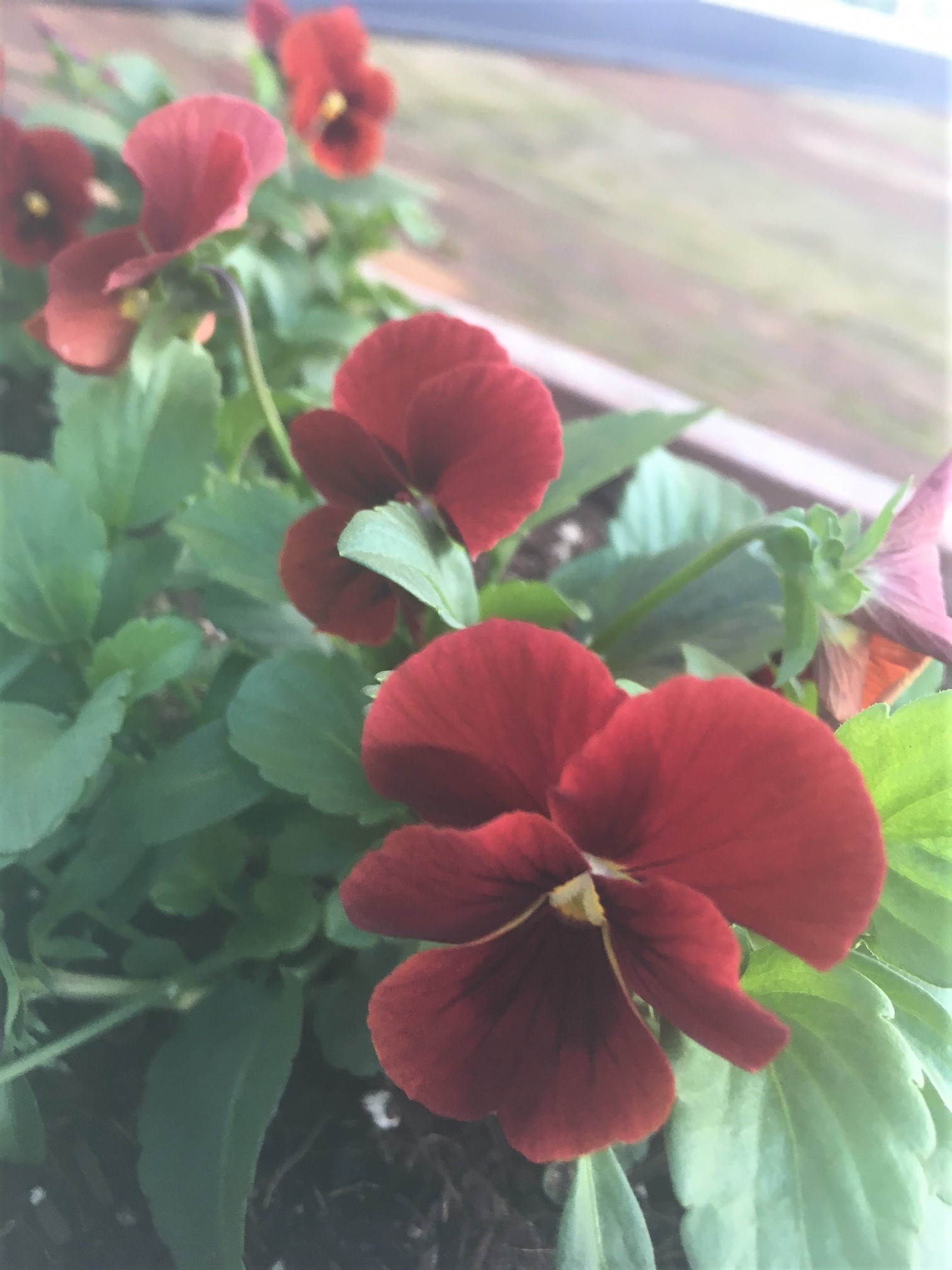 秋の花壇