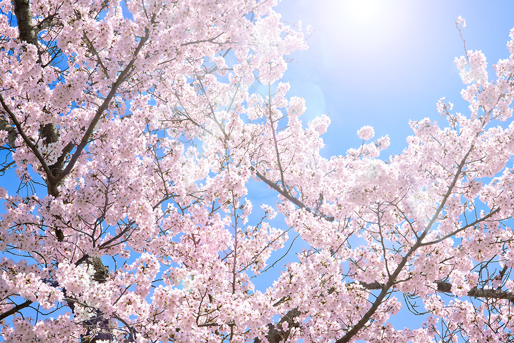 4月になりました！