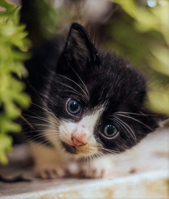 ねこばんばん