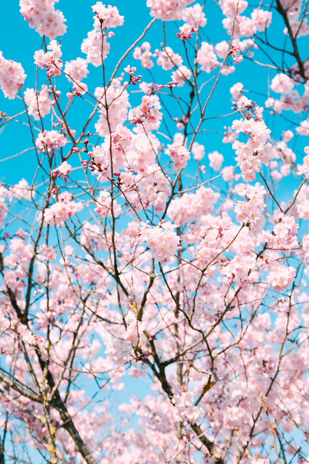 4月になりました🌸