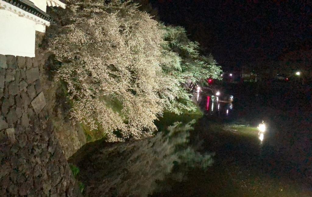 桜の見納め