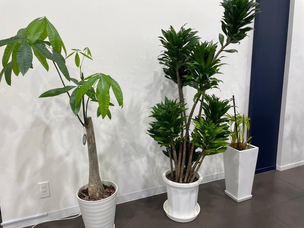 石井再生工場🌱